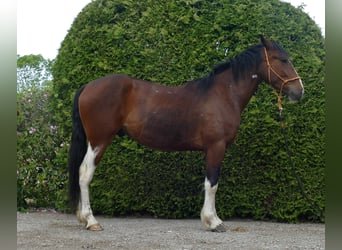 Other Breeds, Gelding, 3 years, 14,3 hh, Pinto