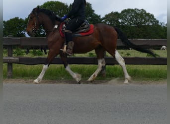 Other Breeds, Gelding, 3 years, 14,3 hh, Pinto