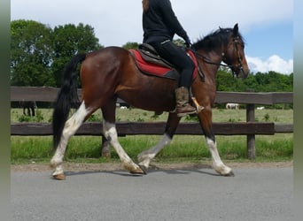 Other Breeds, Gelding, 3 years, 14,3 hh, Pinto
