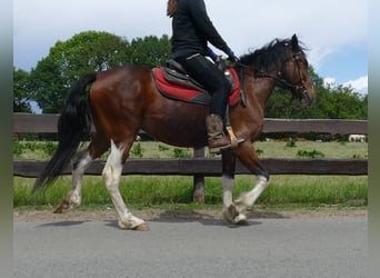 Other Breeds, Gelding, 3 years, 14,3 hh, Pinto