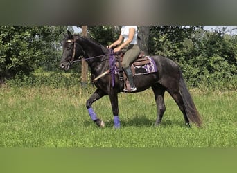 Other Breeds, Gelding, 3 years, 15.1 hh, Black