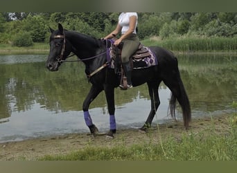 Other Breeds, Gelding, 3 years, 15.1 hh, Black