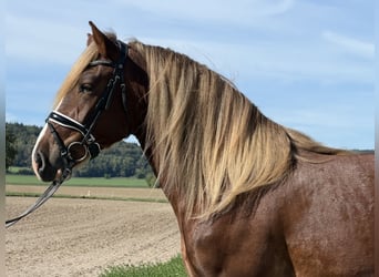 Other Breeds, Gelding, 3 years, 15.1 hh, Chestnut