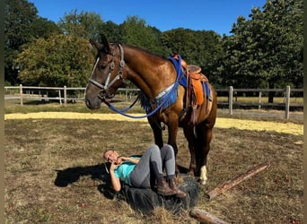 Other Breeds Mix, Gelding, 3 years, 15.1 hh, Chestnut