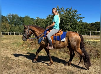 Other Breeds Mix, Gelding, 3 years, 15.1 hh, Chestnut