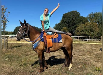 Other Breeds Mix, Gelding, 3 years, 15.1 hh, Chestnut