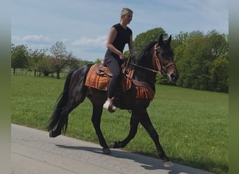 Other Breeds, Gelding, 3 years, 15.1 hh
