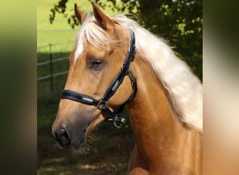 Other Breeds, Gelding, 3 years, 15.1 hh, Palomino