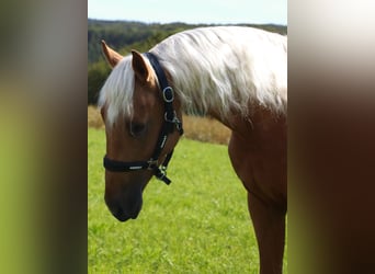 Other Breeds, Gelding, 3 years, 15.1 hh, Palomino