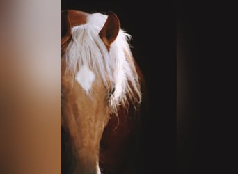 Other Breeds, Gelding, 3 years, 15.1 hh, Palomino