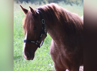 Other Breeds, Gelding, 3 years, 15.1 hh, Roan-Red
