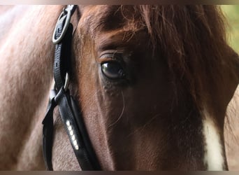Other Breeds, Gelding, 3 years, 15.1 hh, Roan-Red