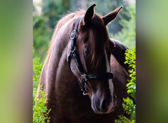 Other Breeds, Gelding, 3 years, 15.1 hh, Roan-Red