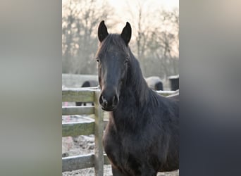 Other Breeds, Gelding, 3 years, 15.1 hh, Smoky-Black