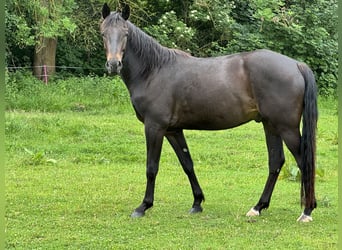 Other Breeds, Gelding, 3 years, 15.1 hh, Smoky-Black