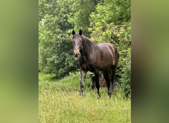 Other Breeds, Gelding, 3 years, 15.1 hh, Smoky-Black