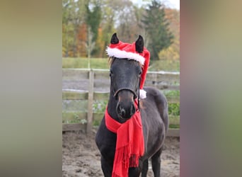 Other Breeds, Gelding, 3 years, 15.1 hh, Smoky-Black