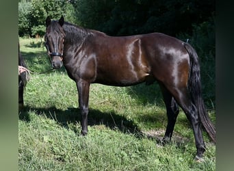 Other Breeds, Gelding, 3 years, 15.1 hh, Smoky-Black