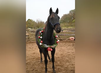 Other Breeds, Gelding, 3 years, 15.1 hh, Smoky-Black