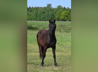 Other Breeds, Gelding, 3 years, 15.1 hh, Smoky-Black