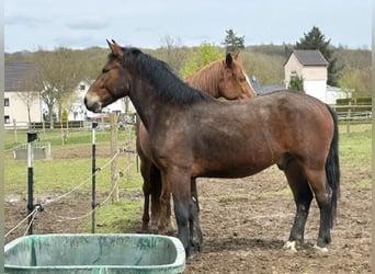 Other Breeds, Gelding, 3 years, 15.2 hh, Bay-Dark