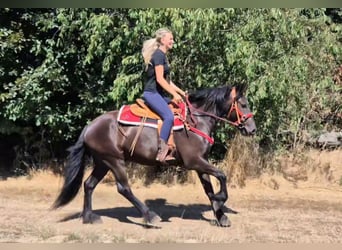 Other Breeds, Gelding, 3 years, 15.2 hh, Black