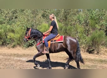 Other Breeds, Gelding, 3 years, 15.2 hh, Black