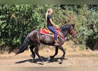 Other Breeds, Gelding, 3 years, 15.2 hh, Black