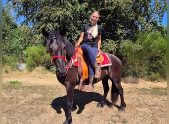 Other Breeds, Gelding, 3 years, 15.2 hh, Black