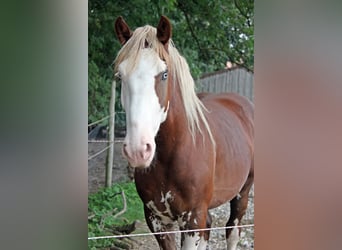 Other Breeds, Gelding, 3 years, 15,2 hh, Chestnut-Red