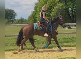 Other Breeds, Gelding, 3 years, 15.3 hh, Chestnut
