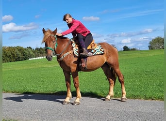Other Breeds, Gelding, 3 years, 15 hh, Chestnut-Red