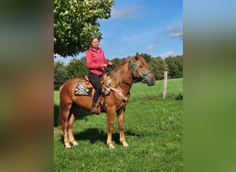 Other Breeds, Gelding, 3 years, 15 hh, Chestnut-Red