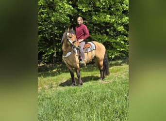 Other Breeds, Gelding, 3 years, 15 hh, Dun