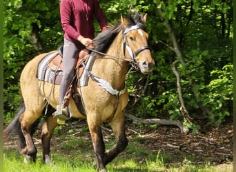 Other Breeds, Gelding, 3 years, 15 hh, Dun