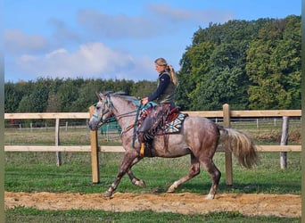 Sonstige Rassen, Wallach, 3 Jahre, 15 hh, Schimmel