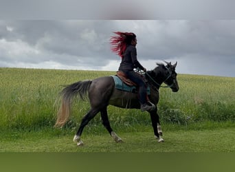 Other Breeds, Gelding, 3 years, 15 hh, Grey-Dark-Tan