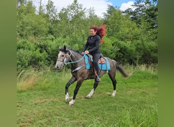 Other Breeds, Gelding, 3 years, 15 hh, Grey-Dark-Tan