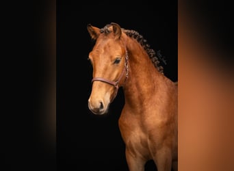 Other Breeds, Gelding, 3 years, 15,2 hh, Bay-Dark
