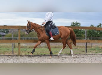 Other Breeds, Gelding, 3 years, 15,2 hh, Chestnut-Red