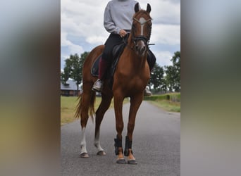 Other Breeds, Gelding, 3 years, 15,2 hh, Chestnut-Red