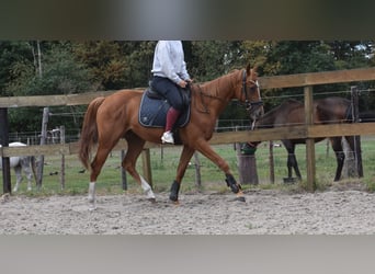 Other Breeds, Gelding, 3 years, 15,2 hh, Chestnut-Red