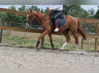 Other Breeds, Gelding, 3 years, 15,2 hh, Chestnut-Red