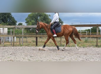 Other Breeds, Gelding, 3 years, 15,2 hh, Chestnut-Red
