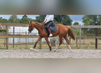Other Breeds, Gelding, 3 years, 15,2 hh, Chestnut-Red