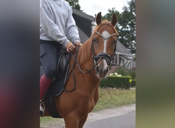 Other Breeds, Gelding, 3 years, 15,2 hh, Chestnut-Red