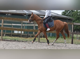 Other Breeds, Gelding, 3 years, 15,2 hh, Chestnut-Red