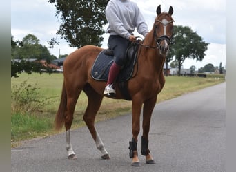 Other Breeds, Gelding, 3 years, 15,2 hh, Chestnut-Red