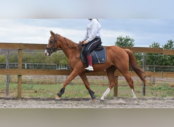 Other Breeds, Gelding, 3 years, 15,2 hh, Chestnut-Red