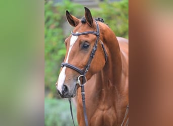 Other Breeds, Gelding, 3 years, 16,1 hh